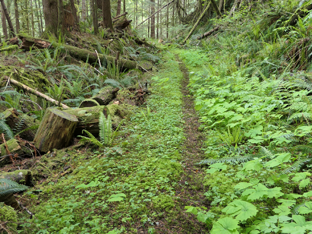 Stage-3-trail-1