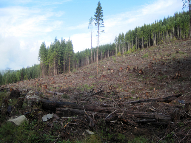 Davie-Rd-logging-4