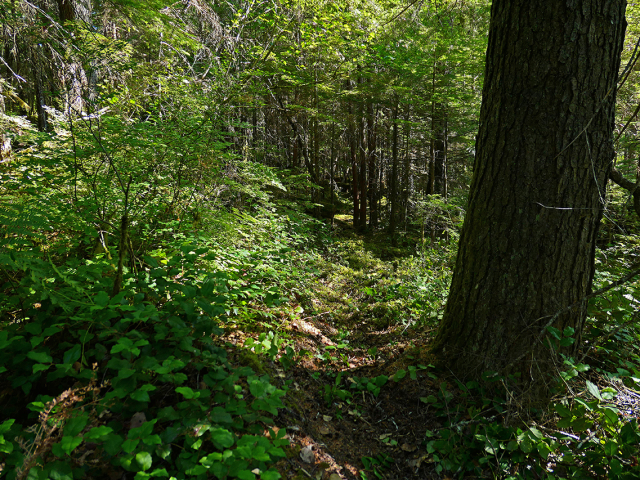 Salmon-R-trail-after-2018-maintenance