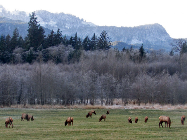 Sayward-elk-herd-25