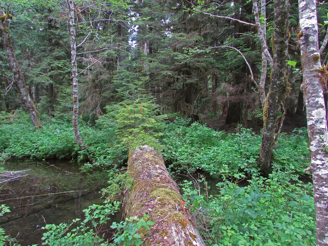 Walk-log