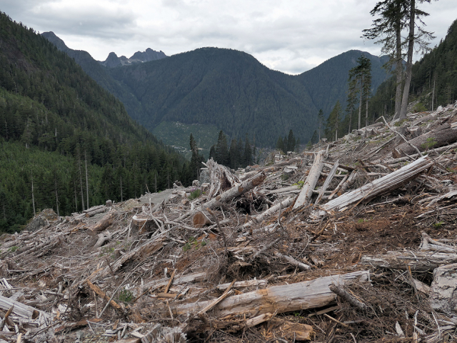 clear-cut-view