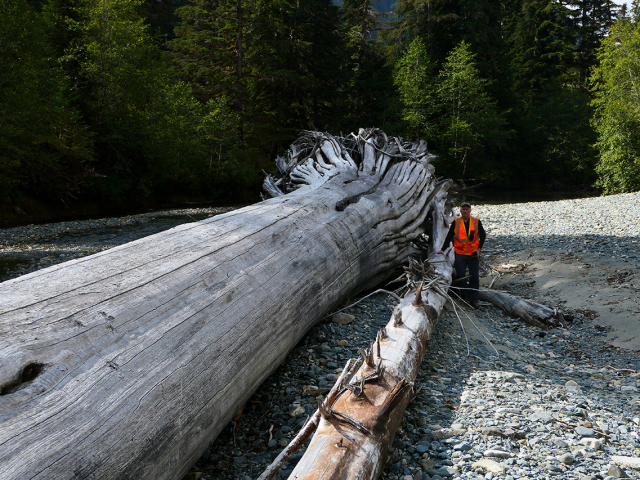 giant-tree-down-with-volunteer